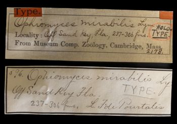Media type: image;   Invertebrate Zoology OPH-2178 Description: Labels for this specimen included in the specimen tray.;  Aspect: labels
